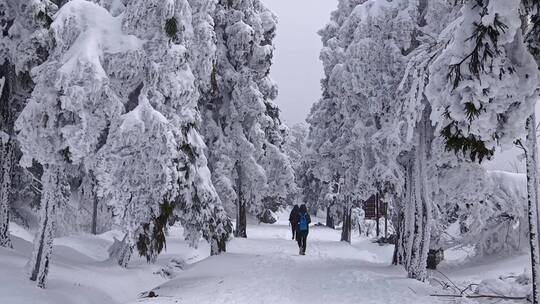 冰雪中前行