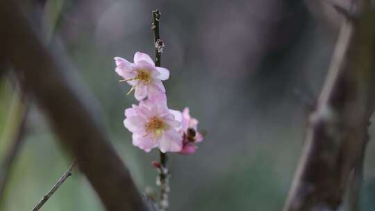 蜜蜂在梅花花朵上采蜜