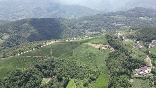 航拍高山茶叶种植基地