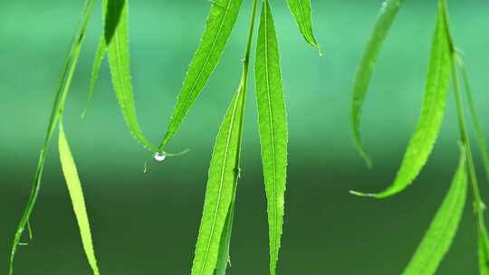 夏季下雨天植物树叶雨滴水滴水珠特写