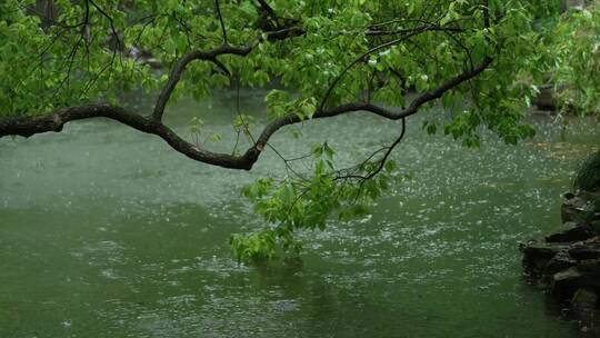 181 杭州 风景 古建筑 下雨天 小溪 树枝视频素材模板下载
