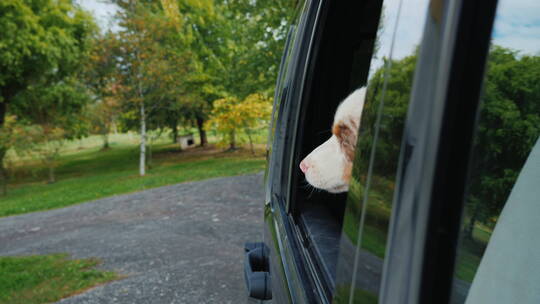  牧羊犬从车窗里向外看