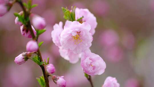 春花烂漫春天的桃花