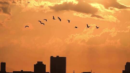 夕阳城市上空大雁南飞