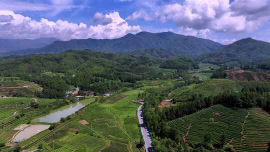 航拍福建南平市武夷山茶园