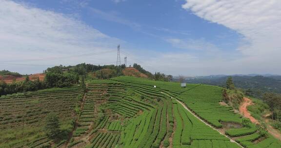 茶山绿茶基地茶叶茶山风景航拍视频素材