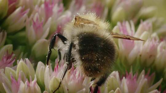 Carder Bee，昆虫，授粉，石杉