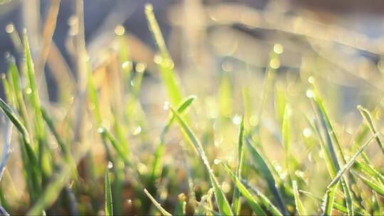 日出时有露珠的绿草