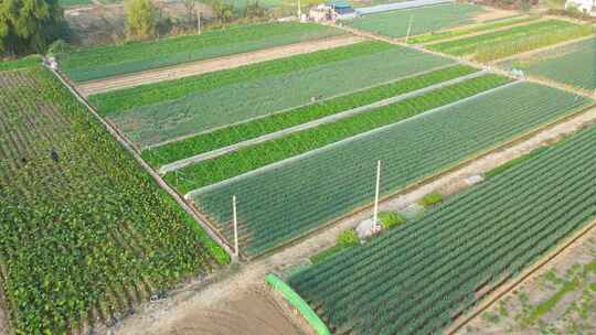 大葱种植基地  航拍大葱 菜地 蔬菜种植