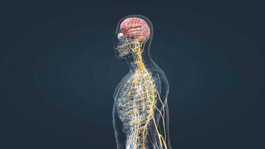 神经系统 医学动画 人体器官 三维动画视频素材模板下载