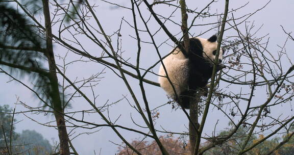 可爱的国宝大熊猫在冬天的树上玩耍