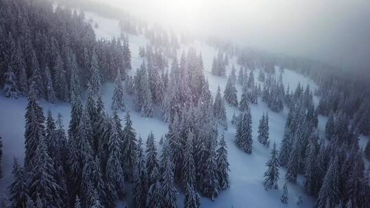 4K树林树木森林秋冬秋天冬季落叶下雪