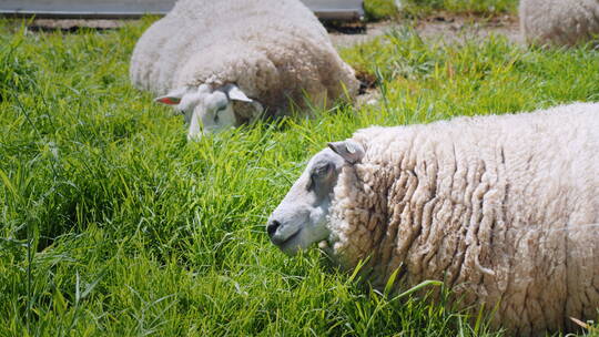 绵羊在绿色的草地上吃草