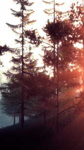 阳光穿过宁静森林中的树木