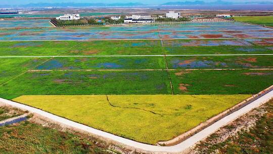 稻田风光，稻田航拍，沿海地区稻田，宣传片