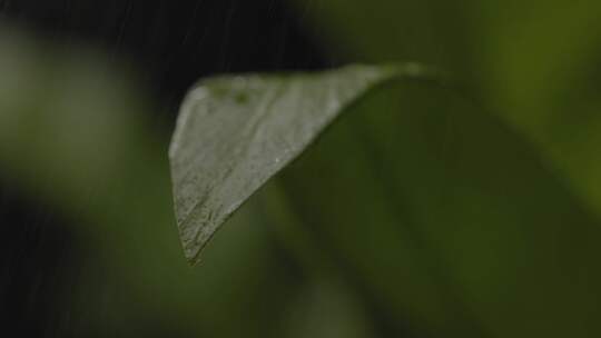 植物，叶子，新鲜度，叶子