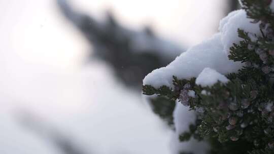 冬天下雪唯美雪景松树枝头被雪覆盖