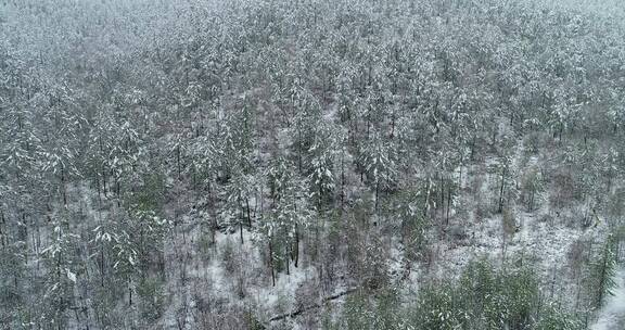 航拍大兴安岭春季森林极端天气降雪