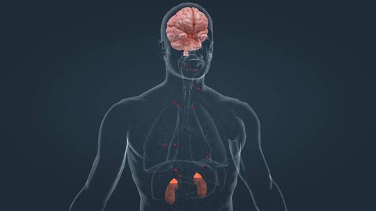 医学人体器官肾脏内分泌系统肾上腺三维动画视频素材模板下载