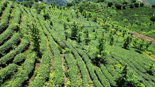 航拍茶叶茶园茶场