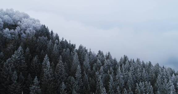 航拍松树林雪景