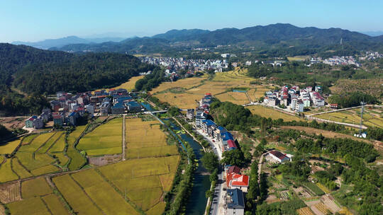 浙江美丽乡村金色稻田田园风光航拍 合集