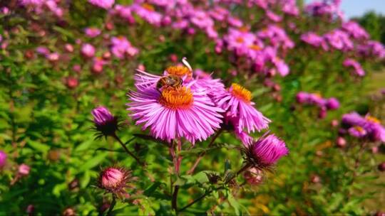 一只蜜蜂在花园里的一朵花上采蜜