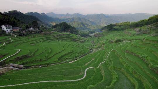 航拍山脉茶田/盆地/梯田/广告可用