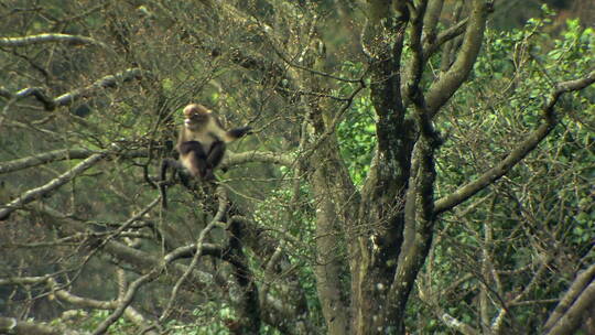 金丝猴在树枝上跳跃2