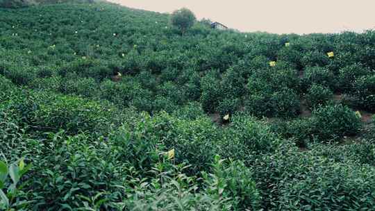 黄山毛峰茶园茶山绿茶