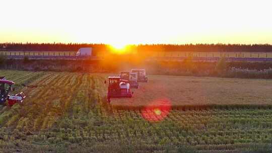 夕阳下收割机在稻田收割水稻