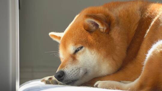 日本柴犬宠物狗在睡觉4K视频素材模板下载