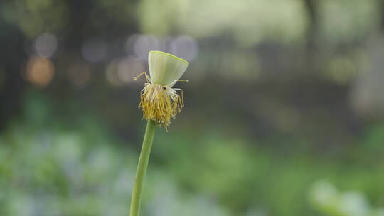 植物唯美逆光小清新素材