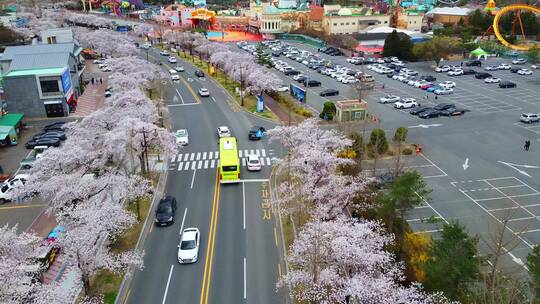 航拍公路两旁盛开的樱花