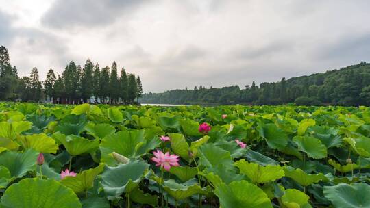 衡阳南湖公园荷塘风光延时摄影4k