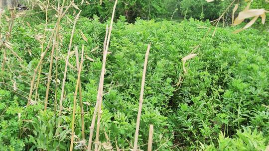 农村菜园花草树木绿色植物