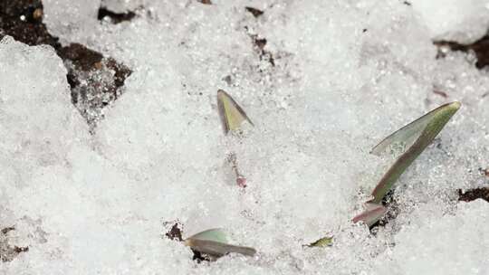 冰雪融化 植物苏醒 万物复苏