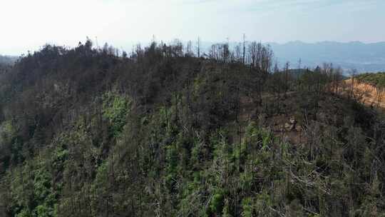 重庆缙云山山火一年后，森林生态逐渐恢复