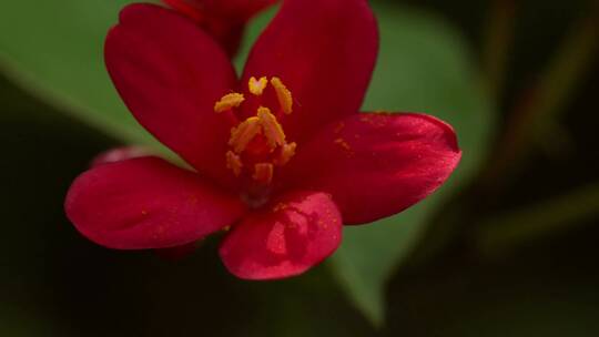琴叶珊瑚特写画面花瓣微距素材红色花朵温馨