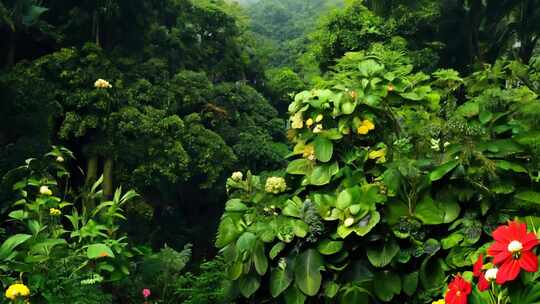 原始密林 巨树参天 花果缤纷 生命蓬勃