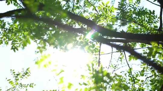 夏天 西瓜 二十四节气 立夏