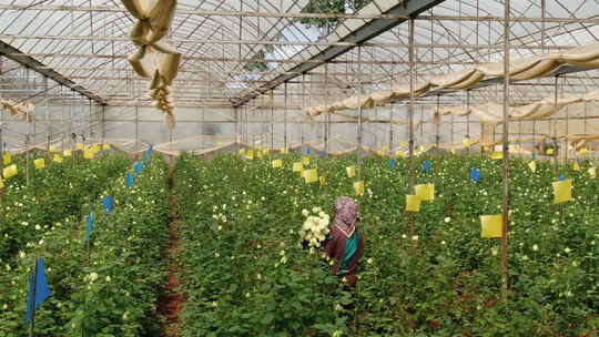 云南鲜花航拍鲜花基地内花农鲜花空镜