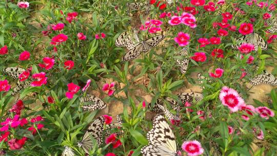 生态美丽的蝴蝶视频素材模板下载