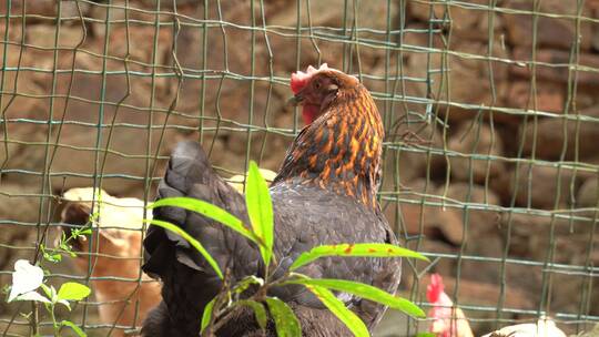 农村 家养 散养 果园鸡 生态养殖