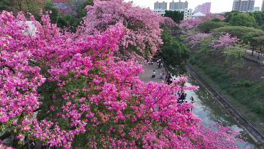 中国广东省广州市从化区华软异木棉