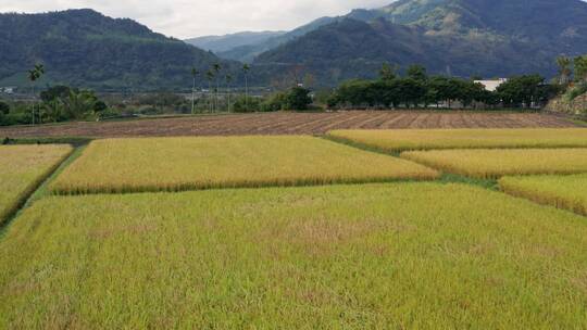 清晨麦田航拍大景麦子地