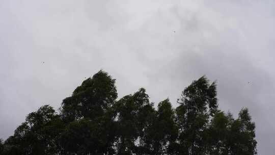 阴天森林风吹树林雨天树叶随风摇曳自然景观