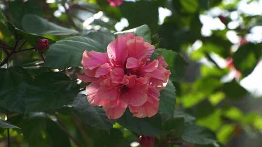 花朵花瓣特写微风吹动