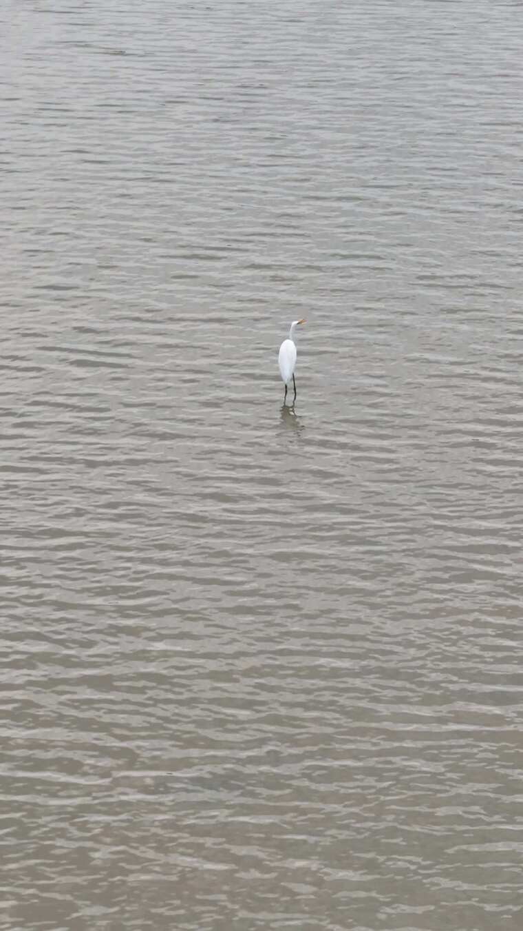 白鹭于水面独立的自然场景