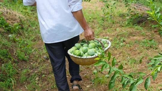 奈李采摘素材